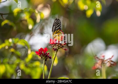 Schmetterling auf Jatropha Partner Jacq, die leuchtend roten Blüten im Park. Stockfoto