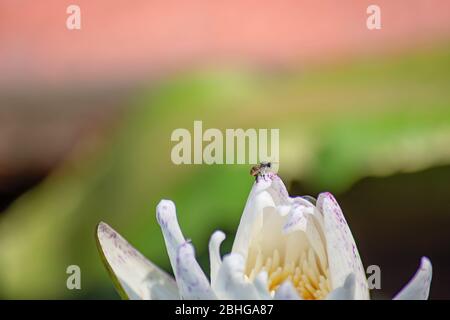 Biene auf einem weißen Lotus Hintergrund Blätter grün Stockfoto