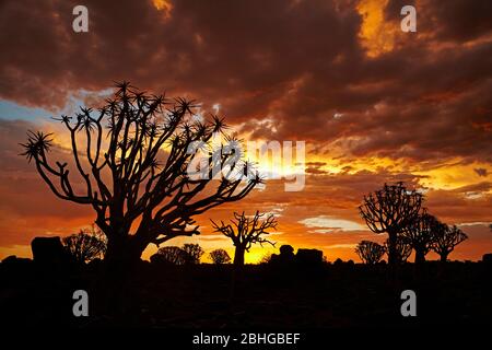 Kocurboom oder Köcher Bäume (Aloe dichotomum) bei Sonnenuntergang, Mesosaurus Fossil Camp, in der Nähe von Keetmanshoop, Namibia, Afrika Stockfoto