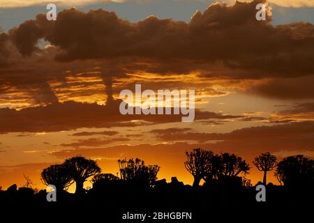 Kocurboom oder Köcher Bäume (Aloe dichotomum) bei Sonnenuntergang, Mesosaurus Fossil Camp, in der Nähe von Keetmanshoop, Namibia, Afrika Stockfoto