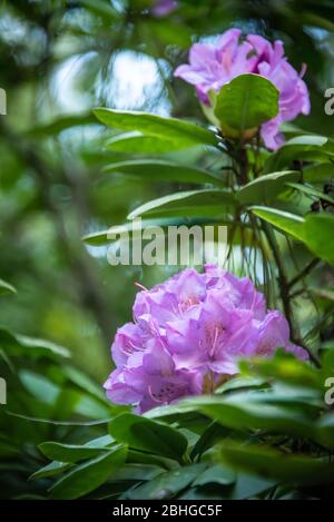 Frühling Rhododendron blüht im Stone Mountain Park in Atlanta, Georgia. (USA) Stockfoto