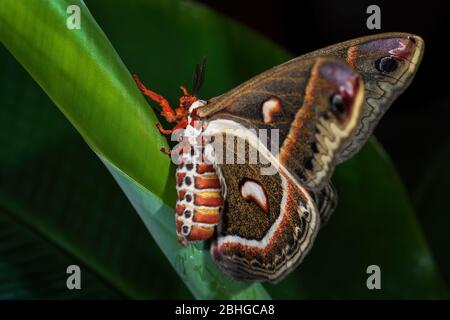 Cecropia Moth - Hyalophora cecropia, schöne große farbige Motte aus nordamerikanischen Wäldern und Wäldern, USA. Stockfoto