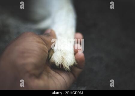 Menschliche Hand hält das Bein eines weißen Hundes. Halten Sie die Hundefüße an der Hand. Stockfoto