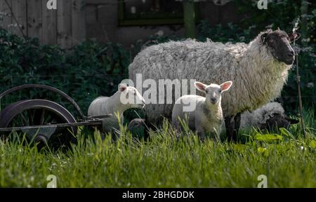 Gruppe Familie von Schafen in einem Feld mit alten Maschinen Stockfoto