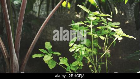 Heiliger Basilikum Pflanze oder Tulsi auf niedrigen Engel.Wissenschaftlicher Name Ocimum tenuiflorum.Commonly bekannt als heilige Basilikum oder Tulsi, Es ist in der indischen Subkontinen heimisch Stockfoto