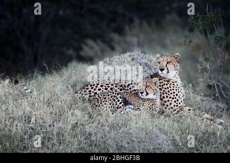 Wilde Gepardenmutter mit niedlichen kleinen Cub, Acinonyx jubatus, Okavangodelta, Botswana, Südafrika Stockfoto