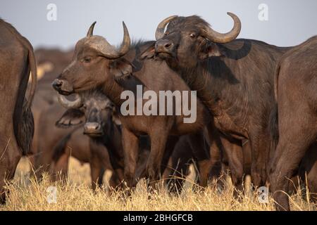 Zwischen einer Herde von Cape Buffalos (Syncerus caffer), in den Linyanti Sümpfen, Botswana Stockfoto