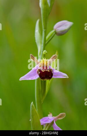 Bienenorchidee, Ophrys apifera Huds. Whipsnade, Großbritannien Stockfoto