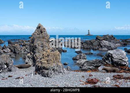 Leuchtturm Karori Rock an Wellingtons Südküste, Nordinsel, Neuseeland. NZ-Pelzrobbe am Strand im Vordergrund. Stockfoto