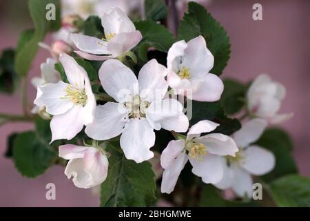 Apfelbaum Blumen Nahaufnahme. Blühender Apfelbaum im Frühlingsgarten. Stockfoto