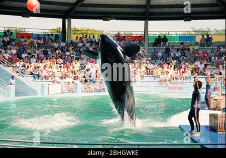 Ein Killerwal, der während einer Performance im Miami Seaquarium in den 1980er Jahren, Florida, USA, aus dem Wasser springt Stockfoto