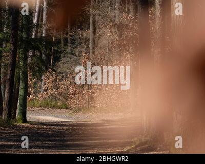 Verschwommene abstrakte Herbst Weg im Wald, schöne abstrakte verschwommenen Stadtpark an einem sonnigen Tag Stockfoto