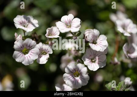 Nahaufnahme / Makroaufnahme von krautigen Gypsophila-Blüten in einem englischen Garten mit geringer Tiefenschärfe und verschwommenem Hintergrund / Bokeh Stockfoto