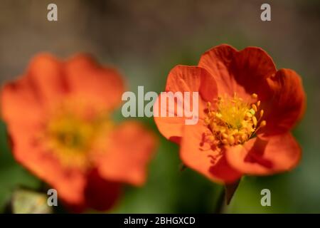 Nahaufnahme / Makroaufnahme von roten Geum Borisii (Avens) Blumen in einem britischen Garten mit einer geringen Schärfentiefe und verschwommenem Hintergrund / Bokeh Stockfoto