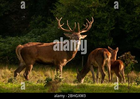 Red Deer Stag oder Cervus Elaphus brüllen neben Hintern und einem Fawn während der jährlichen Rinderwuchssaison im Killarney National Park, County Kerry, Irland Stockfoto