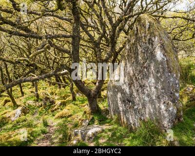 Wistman's Wood ist eines der höchstgelegenen Eichenwälder Großbritanniens und befindet sich im Dartmoor National Park, in der Nähe von Two Bridges, Devon, Großbritannien. Stockfoto