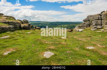 Pony und Fohlen genießen die Aussicht auf Pil Tor in der Nähe von Widecombe, Dartmoor National Park, Devon, England, Großbritannien. Stockfoto