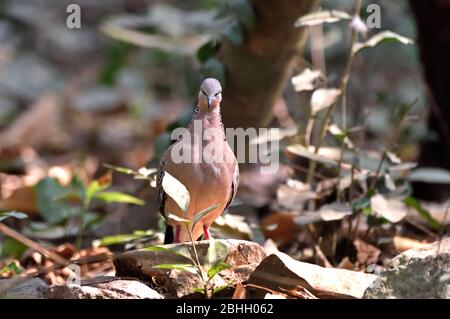 Eine Spilopelia chinensis (Spilopelia chinensis), die auf einem kleinen Felsen auf dem Waldboden in Westthailand steht Stockfoto