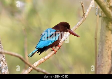 Ein Weißkehlenfischer (Halcyon smyrnensis), der in einer leicht bewaldeten Gegend in Westthailand frühstücken möchte Stockfoto