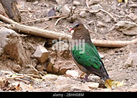 Eine weibliche Smaragdtaube (Chalcophaps indica), die auf dem Waldboden in Westthailand auf Nahrungssuche geht Stockfoto