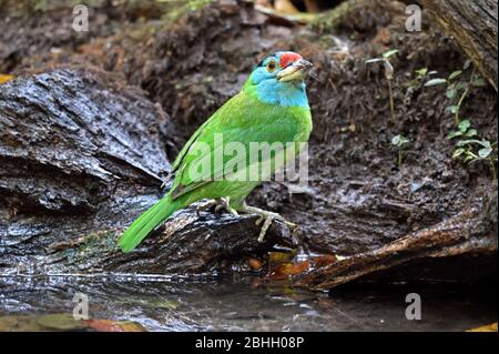 Ein Blaukehlbarbet (Psilopogon asiaticus), der aus einem kleinen Pool im Wald im Nordosten Thailands trinkt Stockfoto