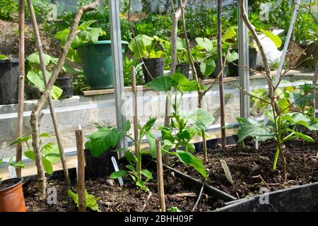 Gurkenpflanzen wachsen im April in einem Gewächshaus, Kürbis- und Zucchini-Pflanzen verhärten sich im Frühling in Wales UK in Töpfen. KATHY DEWITT Stockfoto