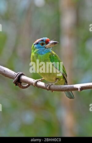 Ein Blaukehlbarbet (Psilopogon asiaticus), der im Nordosten Thailands im Wald unterwegs ist Stockfoto