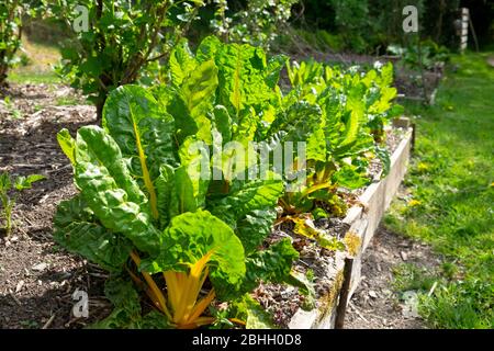 Swiss Chard Bright Lights wächst in einem Hochbett im April Frühjahr in Carmarthenshire Wales UK KATHY DEWITT Stockfoto