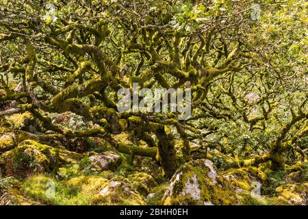 Wistman's Wood ist eines der höchstgelegenen Eichenwälder Großbritanniens und befindet sich im Dartmoor National Park, in der Nähe von Two Bridges, Devon, Großbritannien. Stockfoto