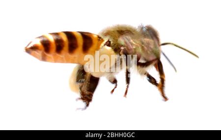 Nahaufnahme einer Wespe isoliert auf Weiß Stockfoto