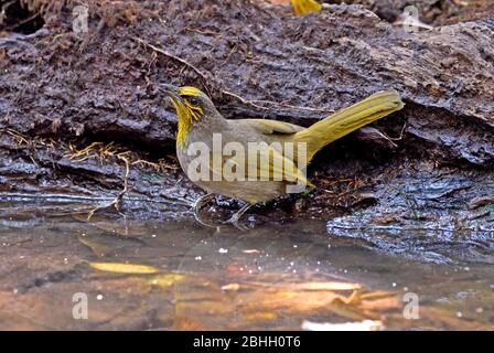 Ein gestreifter Bulbul (Pycnonotus finlaysoni), der einen kleinen Pool im Wald im Nordosten Thailands trinkt Stockfoto