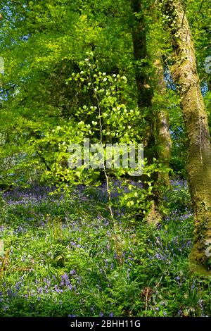 Buchensäfte selbst aussaatende Blauglocken in einem Blauglockenwald neben hohen Bäumen im Frühjahr April Carmarthenshire Wales Großbritannien Großbritannien Europa KATHY DEWITT Stockfoto