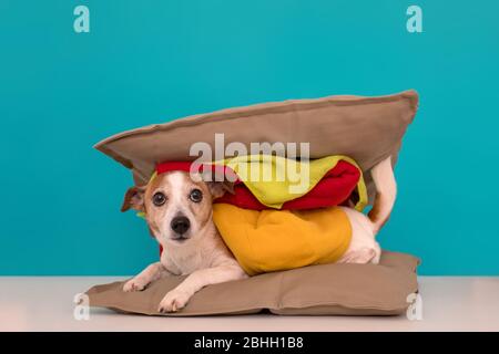 Hund sieht aus wie Hamburger zu Hause Stockfoto