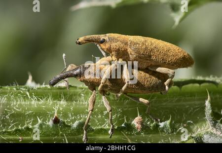 Zwei lange Schnauzenkäfer, die sich in der Natur auf grünen Stiel verpaaren. Makro-Foto von gelber Curculionoidea Stockfoto