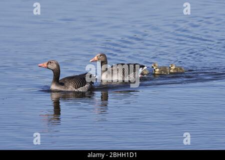 Gänsefamilie schwimmend in einem blauen Teich, Lebensraum Hintergrund. Wasservögel, Graugans (Anser anser) Stockfoto