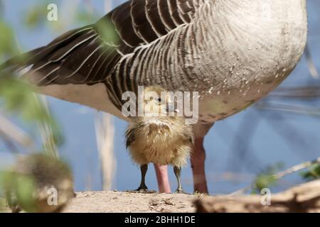 Süßes junges Gänsen steht vor der Muttergans (Graugans, Anser anser) Stockfoto