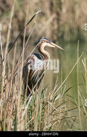 Purpurreiher (Ardea purea) Auf der Suche nach Fischen an einem Teich im Schilf Stockfoto