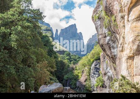 Blick von der Tugela-Schlucht in Richtung Devils Tooth und Zahnstocher im Amphitheater Stockfoto