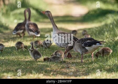 Grasende Graugänse (Anser anser) mit niedlichen Gänsen für einen Familienspaziergang in der Natur Stockfoto