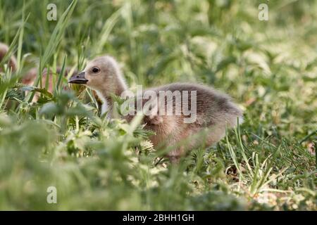 Niedliches Graugansküken (Anser Gänse), das an einem sonnigen Frühlingstag im Gras in der Natur spazieren geht Stockfoto