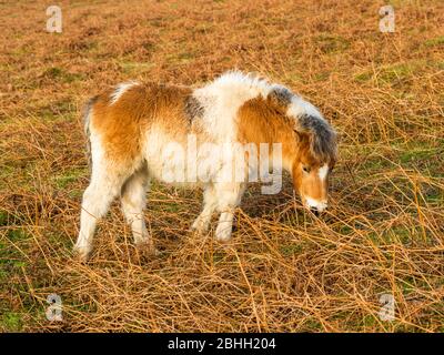 Dartmoor Hill Pony in der Nähe von Cox Tor, Dartmoor National Park, Devon, England, Großbritannien. Stockfoto