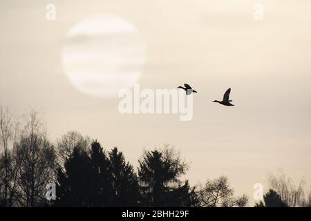 Ein Entenpaar fliegt gegen Vollmond über den Wald. Nachtaufnahme Stockfoto