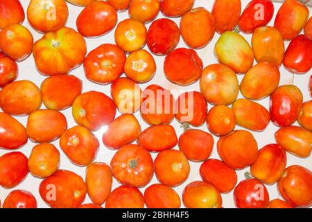 Die Tomate ist die essbare, oft rote Beere der Pflanze Solanum lycopersicum, die allgemein als Tomatenpflanze bekannt ist. Stockfoto