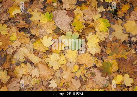 Acer platanoides hinterlässt Hintergrund Stockfoto