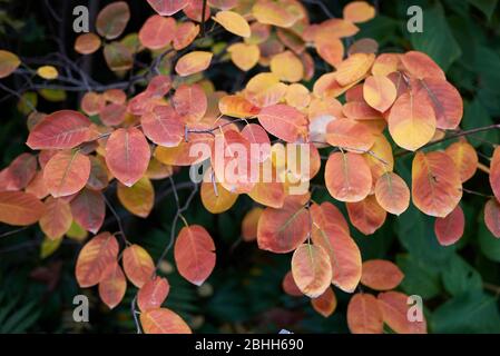 Amelanchier ovalis buntes Laub im Herbst Stockfoto