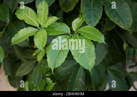 Tetrastigma voinierianum grünes, üppiges Laub Stockfoto