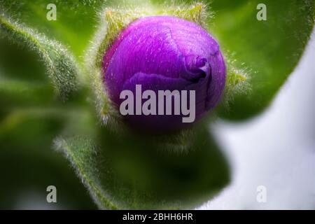 Purple Tree Mallow Nahaufnahme der ungeöffneten Knospe Stockfoto