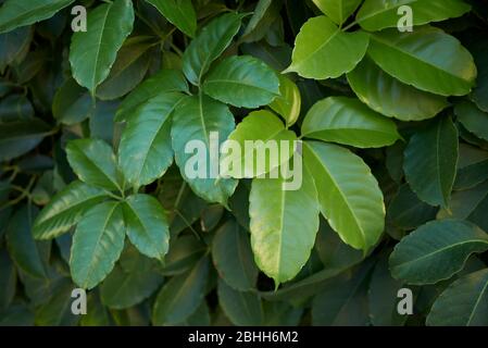 Tetrastigma voinierianum grünes, üppiges Laub Stockfoto