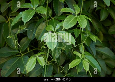 Tetrastigma voinierianum grünes, üppiges Laub Stockfoto