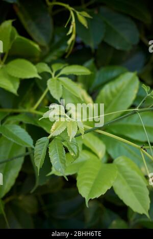 Tetrastigma voinierianum grünes, üppiges Laub Stockfoto